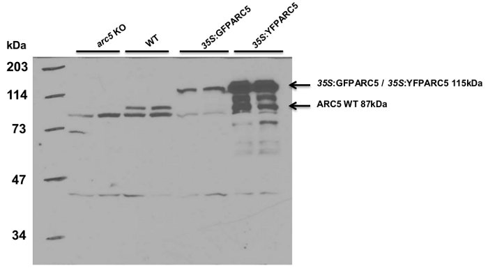 western blot using anti-DRP5B antibodies